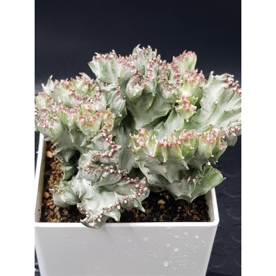 Euphorbia lactea white ghost cristata ( μοναδικό φυτό -unique )