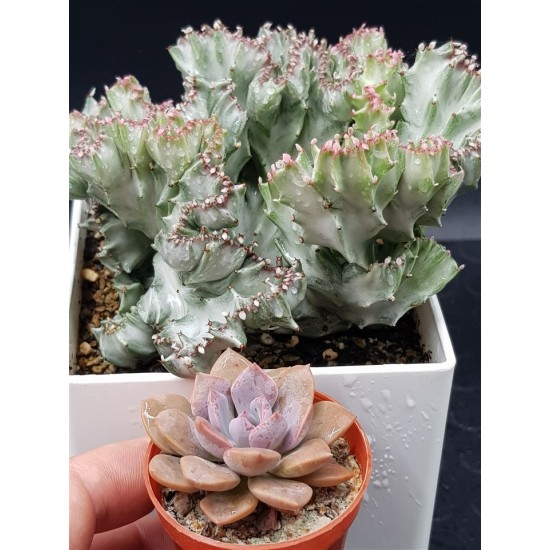 Euphorbia lactea white ghost cristata ( μοναδικό φυτό -unique )