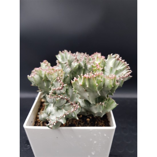 Euphorbia lactea white ghost cristata ( μοναδικό φυτό -unique )