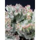 Euphorbia lactea white ghost cristata ( μοναδικό φυτό -unique )