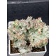 Euphorbia lactea white ghost cristata ( μοναδικό φυτό -unique )