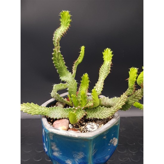 Euphorbia stellata   ( μοναδικό φυτό -unique )