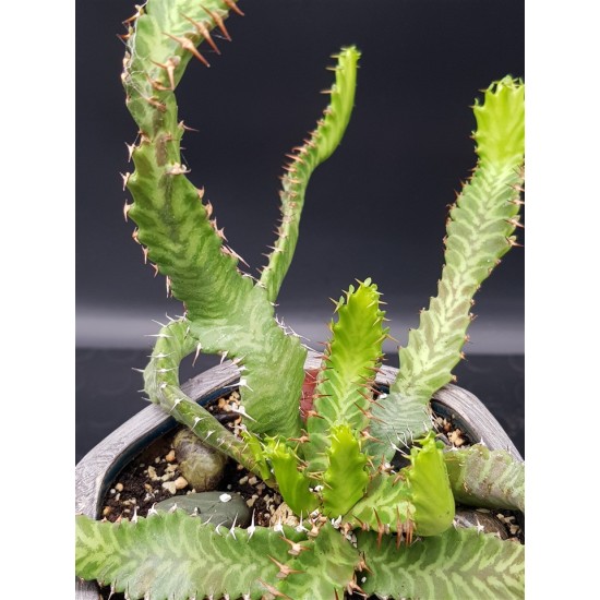 Euphorbia stellata   ( μοναδικό φυτό -unique )