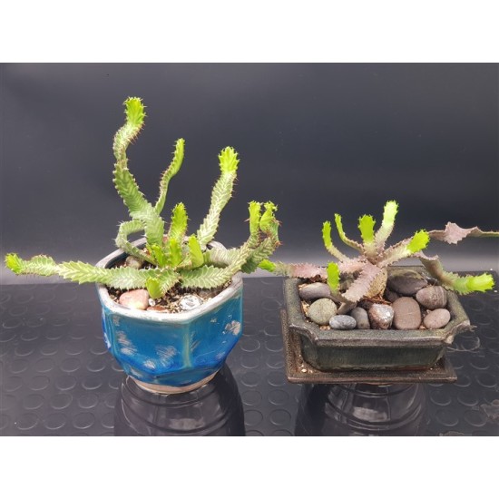 Euphorbia stellata   ( μοναδικό φυτό -unique )