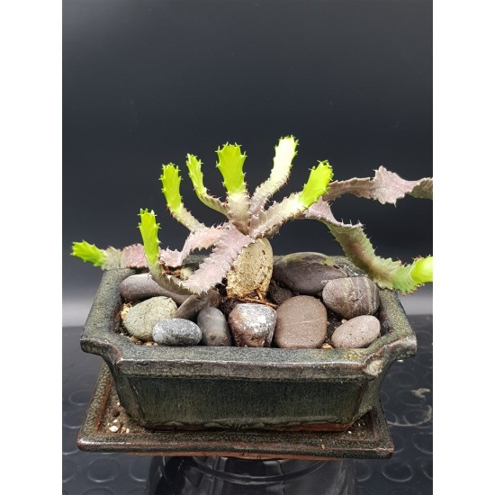 Euphorbia stellata   ( μοναδικό φυτό -unique )