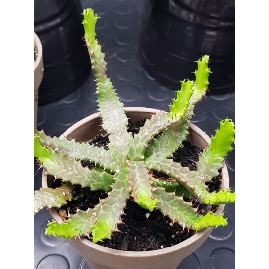 Euphorbia stellata  12