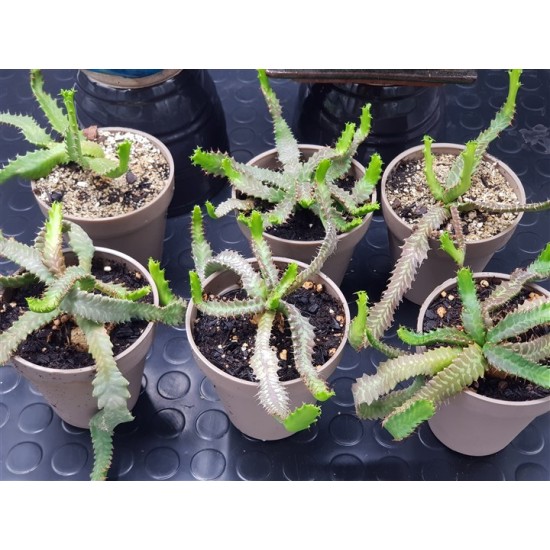 Euphorbia stellata  12