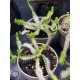 Euphorbia stellata  12