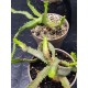 Euphorbia stellata  12