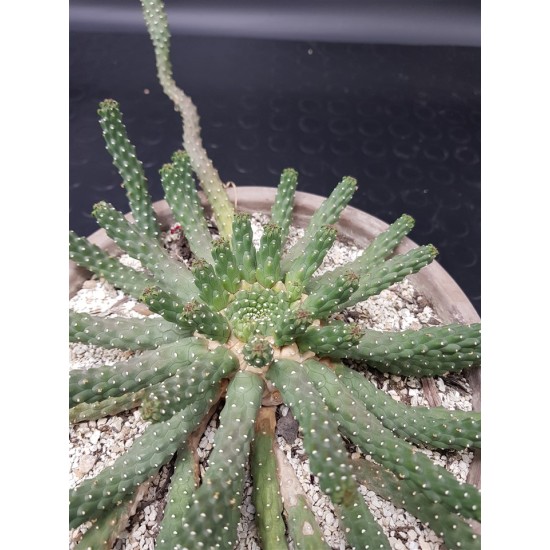 Euphorbia inermis " Medussa' s head "  Μοναδικό κομμάτι -unique   