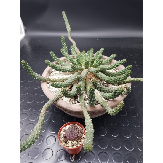 Euphorbia inermis " Medussa' s head "  Μοναδικό κομμάτι -unique   