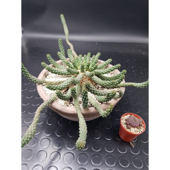 Euphorbia inermis " Medussa' s head "  Μοναδικό κομμάτι -unique   