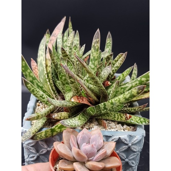 Gasteria bicolor var. liliputana ( μοναδικό φυτό -unique )