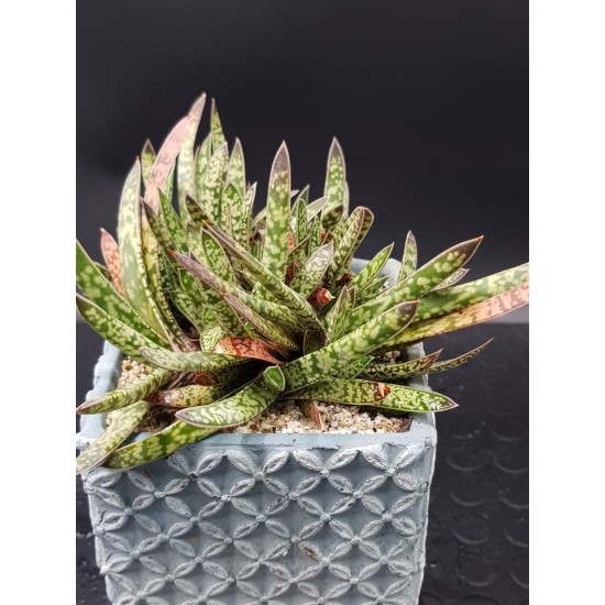 Gasteria bicolor var. liliputana ( μοναδικό φυτό -unique )