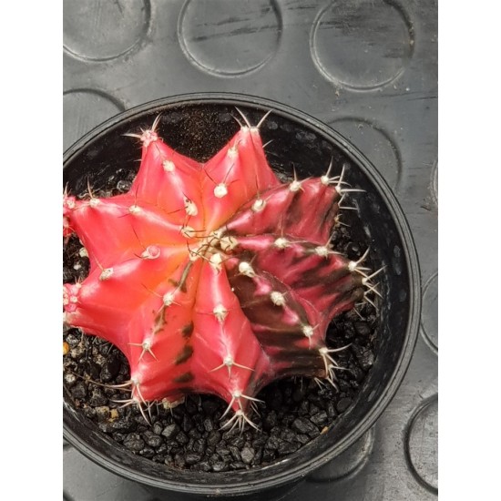 Gymnocalycium super variegatum 2 10  (unique - μοναδικό φυτό) 