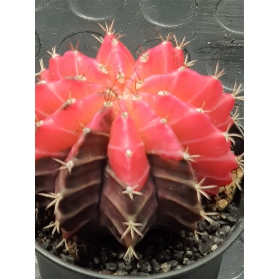 Gymnocalycium super variegatum1  10 (unique - μοναδικό φυτό) 