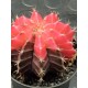 Gymnocalycium super variegatum1  10 (unique - μοναδικό φυτό) 