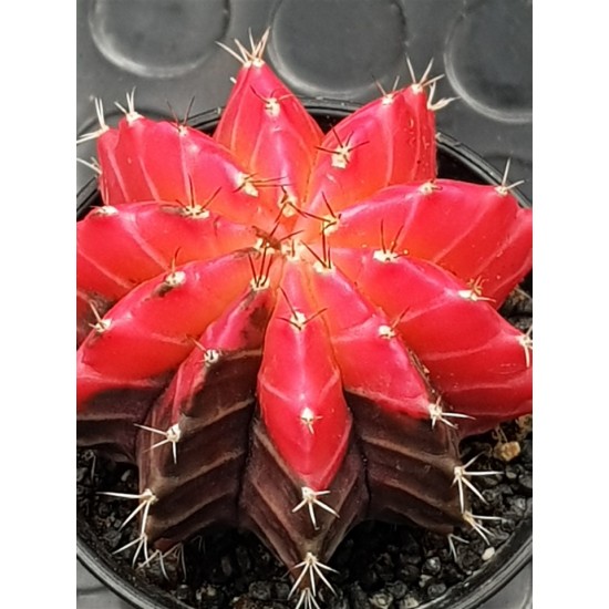 Gymnocalycium super variegatum1  10 (unique - μοναδικό φυτό) 