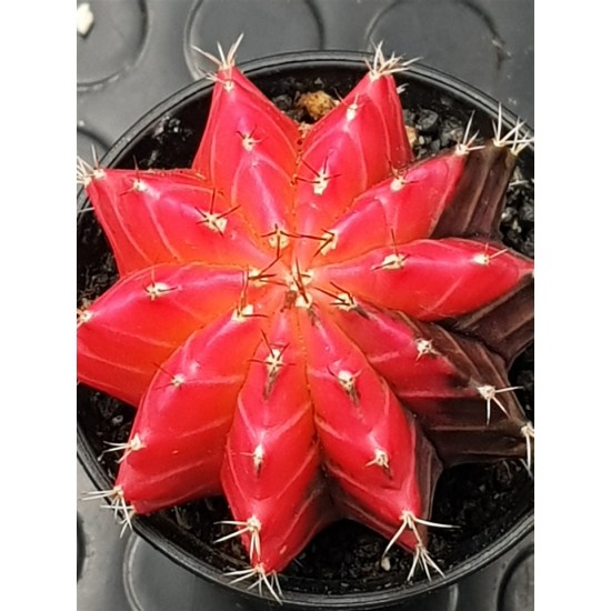 Gymnocalycium super variegatum3 10  (unique - μοναδικό φυτό) 