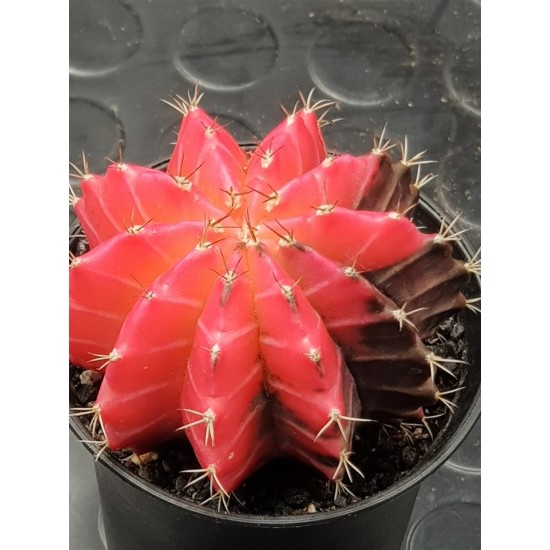 Gymnocalycium super variegatum3 10  (unique - μοναδικό φυτό) 