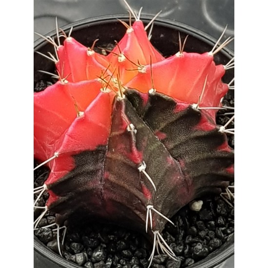 Gymnocalycium super variegatum4 10  (unique - μοναδικό φυτό) 