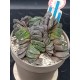 Haworthia truncata v. maughanii  ( μοναδικό φυτό -unique )