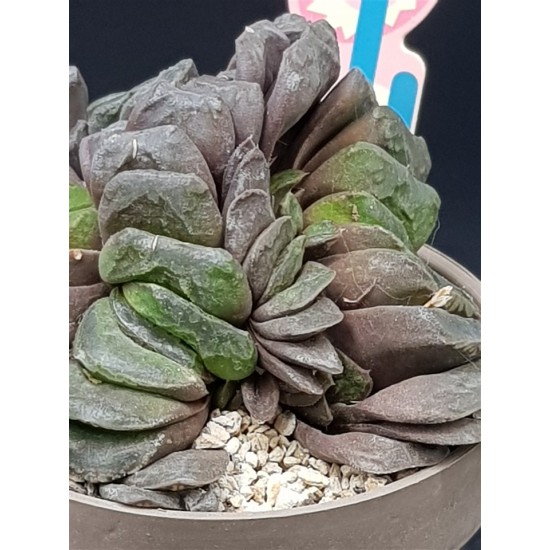 Haworthia truncata v. maughanii  ( μοναδικό φυτό -unique )