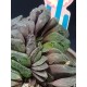 Haworthia truncata v. maughanii  ( μοναδικό φυτό -unique )