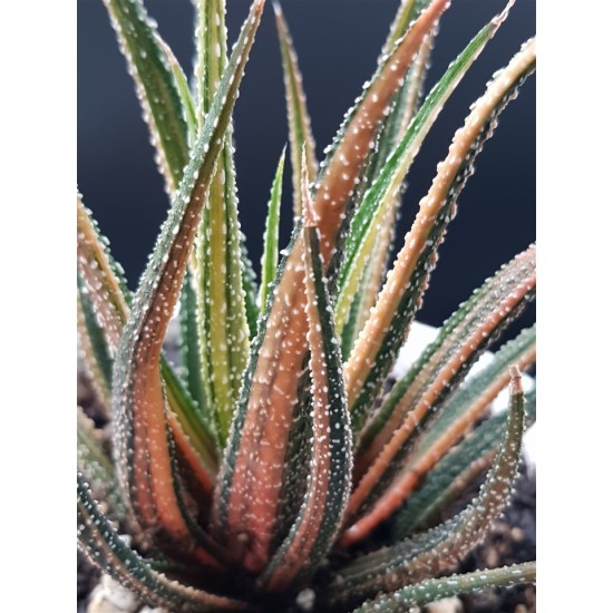 Haworthia ΄  radula variegata΄    12,5 