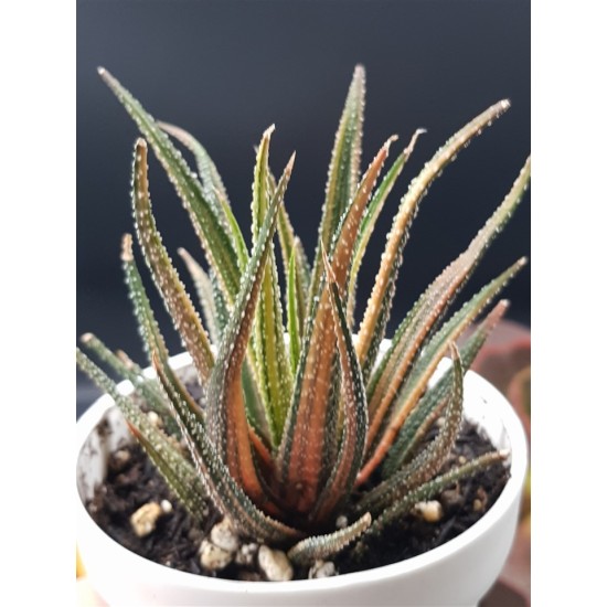 Haworthia ΄  radula variegata΄    12,5 