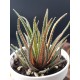 Haworthia ΄  radula variegata΄    12,5 