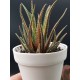 Haworthia ΄  radula variegata΄    12,5 