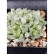 Haworthia " Cooperi variegated pilifera " 