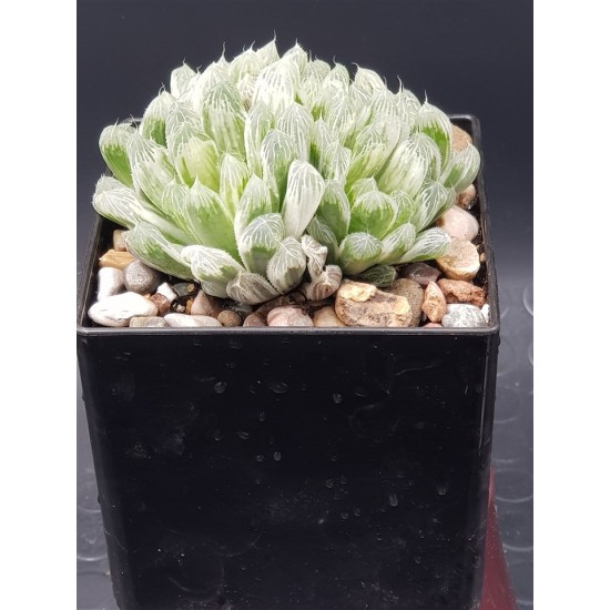 Haworthia " Cooperi variegated pilifera " 