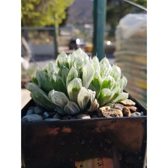 Haworthia " Cooperi variegated pilifera " 