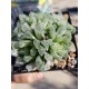 Haworthia " Cooperi variegated pilifera " 