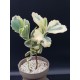  Kalanchoe fedtschenkoi variegata γλ. 8,5