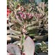 Kalanchoe " pink  butterflies" 10