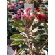 Kalanchoe " pink  butterflies" 10