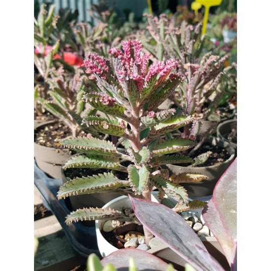 Kalanchoe " pink  butterflies" 10