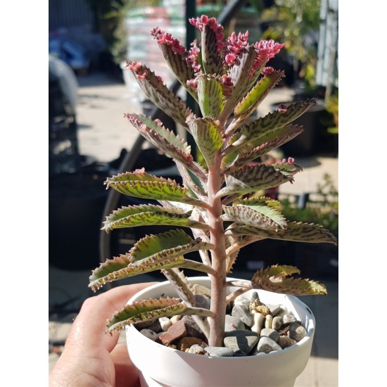 Kalanchoe " pink  butterflies" 10