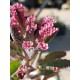 Kalanchoe " pink  butterflies" 10