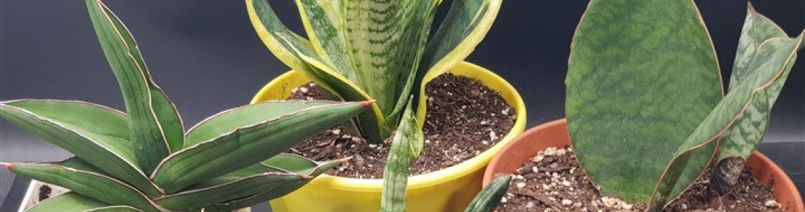 SANSEVERIA -ΣΑΝΣΕΒΙΕΡΙΑ ( SNAKE PLANT ) 