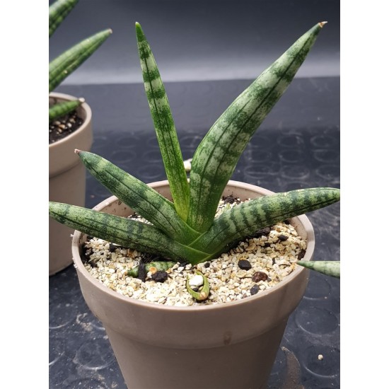 Sanseveria Cylindrica " Tiara platinum " 12