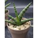 Sanseveria Cylindrica " Tiara platinum " 12