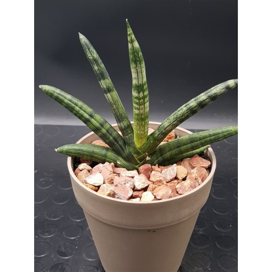 Sanseveria Cylindrica " Tiara platinum " 12