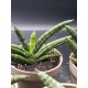 Sanseveria Cylindrica " Tiara platinum " 12