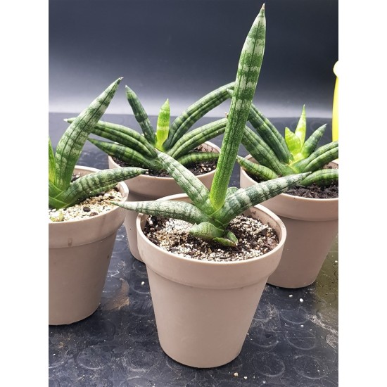 Sanseveria Cylindrica " Tiara platinum " 12