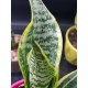 Sanseveria - snake plant  " Ocean star " 12