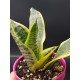 Sanseveria - snake plant  " Ocean star " 12